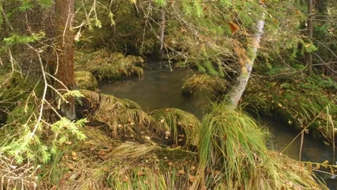 Remote Forest Stream in the Southern Urals, Russia Stock Footage 325449550
