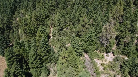 Remote forest trail opening into meadow beneath fir covered mountain slopes 스톡 동영상 325221742