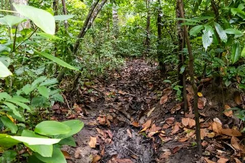 Remote forest trail with thick greenery and muddy jungle floor Foto stock