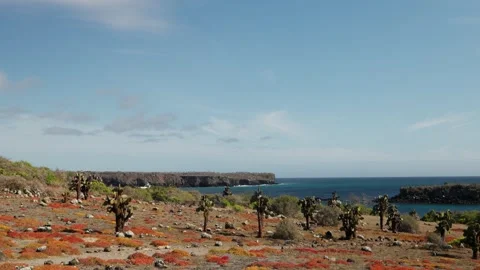 A remote island full of cactus plants in The Galapagos Islands (4K). Stock Footage 341699782