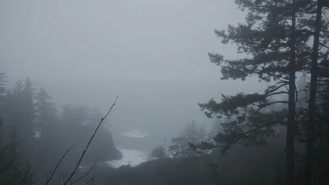 Remote, isolated natural environment with ancient trees within snowy landscape Video stock 232269351