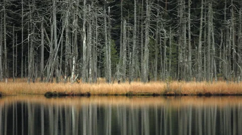 Remote lake in autumn 2 Stock Footage 49578166