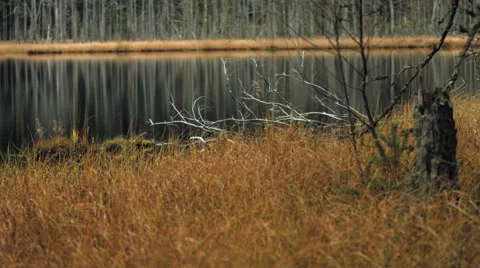 Remote lake in autumn 3 Stock Footage 49580939
