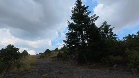 Remote Mountain Forest Road With Single Fir Tree Under Heavy Clouds 스톡 동영상 327560441