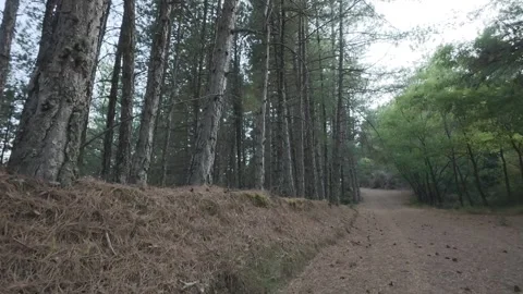 Remote Mountain Path With Pine Trunks And Dense Forest Canopy Stock Footage 326165308