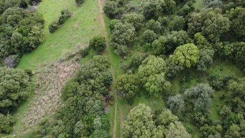 Remote path crossing wild greenery and cultivated fields on a hillside Stock Footage 343994179