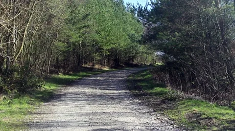 A remote path leading into the forest Stock Footage 61635860