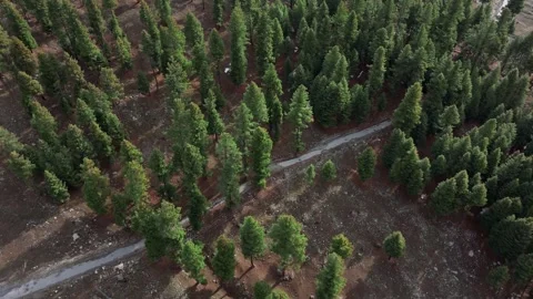 Remote road and utility poles cutting through pine forest in early morning light Stock Footage 334014825