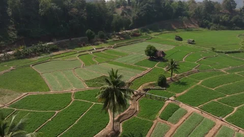 Remote rural fields with harvest-ready crops and homes, Thailand Stock Footage 309239896