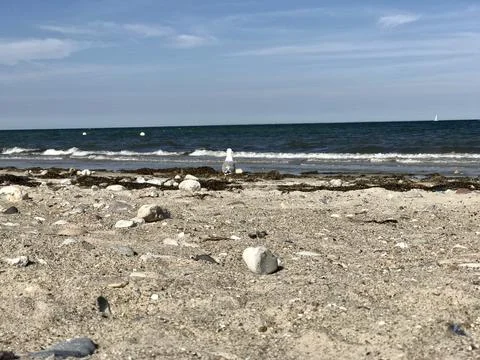 Remote scene of seagull standing on sandy Baltic shore watching at blue sea and  Stock Photos