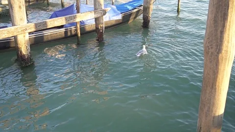 A remote shot of the gull which is swimming in the bay and cleaning its feather Stock Footage 118498873