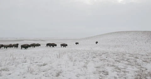 Remote Winter Wilderness with Roaming Bison Herd Stock Footage 332442279