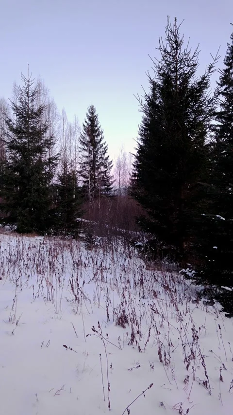 Remote wooden log cabin surrounded by snowy pine forest in winter Stock Footage 333901799