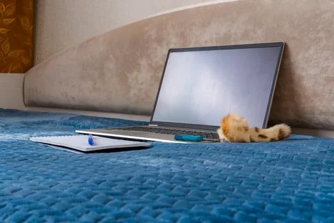 Remote work setup on a cozy bed with laptop, notebook, pen, and playful cat.. Stockfoto's
