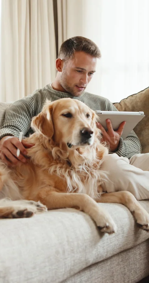 Remote work, tablet and man with dog on sofa for research, web design and Stock Footage 341414337