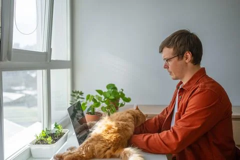Remote worker sitting at white desk near window, ginger cat resting on Stock Photos