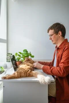 Remote worker typing on laptop, ginger cat resting nearby, green houseplants Stock Photos