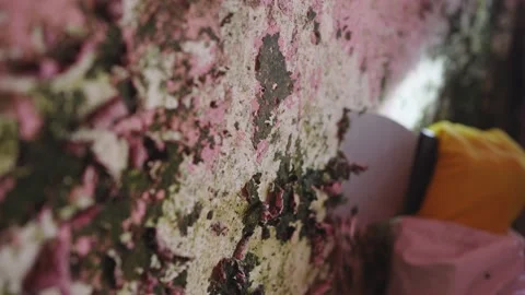 Removal of dangerous mold from the wall,removal of plaster cleaning the house Stock Footage 237956502