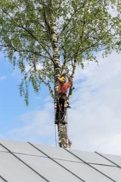 Removal of dangerous trees. 库存照片