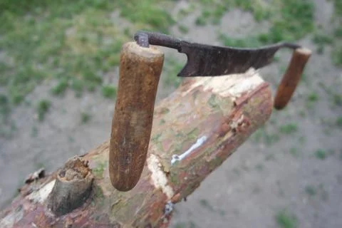 Removal of tree trunk bark Stock Photos
