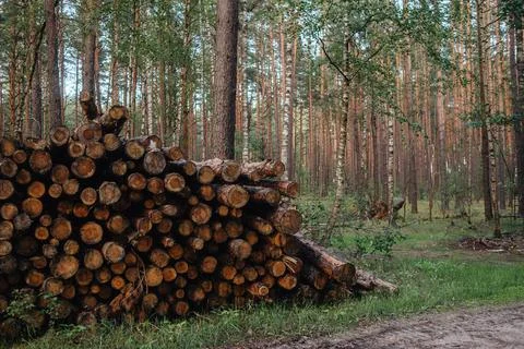 Removal of trees to make room. Forest degradation Stock Photos