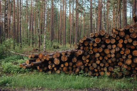 Removal of trees to make room. Forest degradation Stock Photos