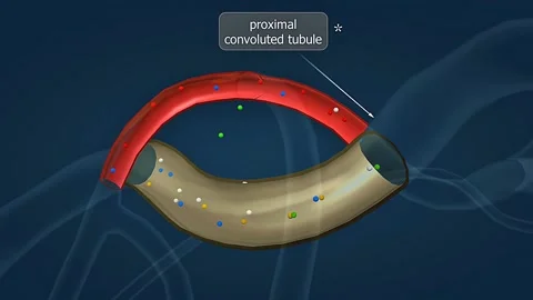 Removal of wastes and filteration through proximal convuluted tubule Stock Footage 306512446