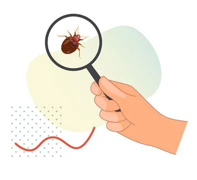 Remove Bed Bugs - Genus Cimex - Stock Illustration Stock Illustration