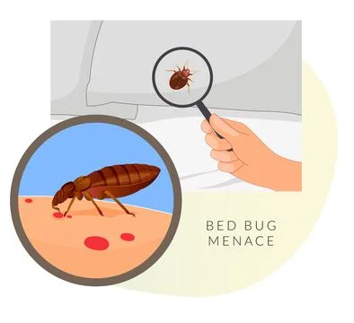 Remove Bed Bugs - Genus Cimex - Stock Illustration Stock Illustration