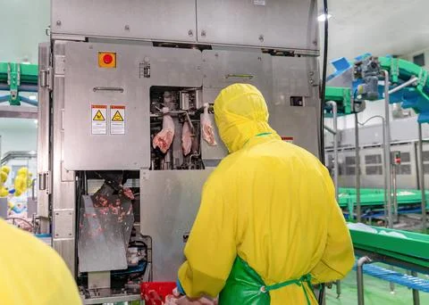 Remove chicken bone equipment for poultry processing. Stock Photos