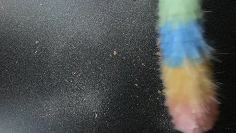 Remove dust from surface by static feather duster Stock Footage 121687232