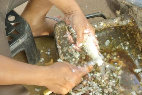Remove the fish scales. Stock Photos