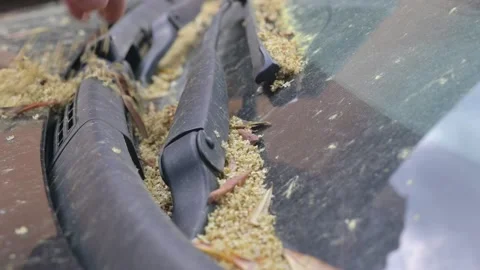 Remove the flowers and fallen leaves from the car windshield wiper Stock Footage 140614460