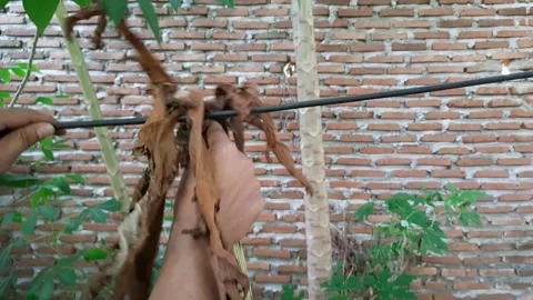 Remove a leaf caught in the cable Stock Footage 272577060