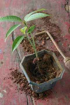 Remove mango seedling which grown in a pot Stock Photos