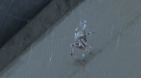 Remove maybe Stock Footage 10572490