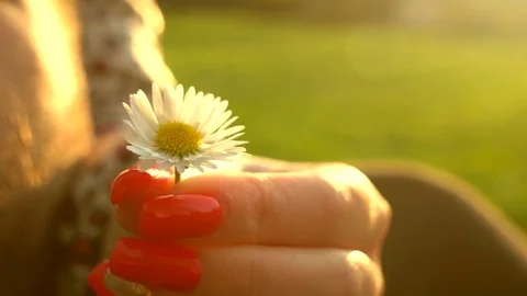 Remove the petals Vídeo Stock 74313108