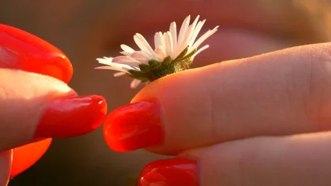 Remove the petals Stock Footage 74313507