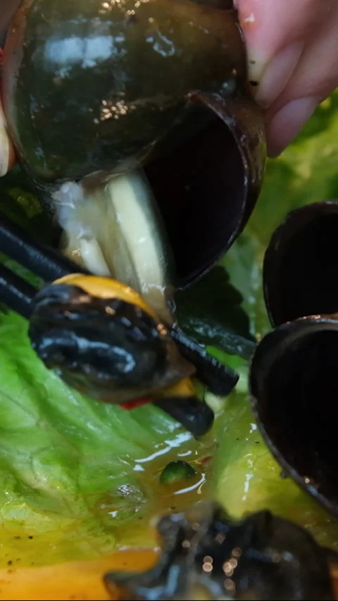 Remove shellfish from shells oiled sea scallops being removed from the shell Stock Footage 283589892