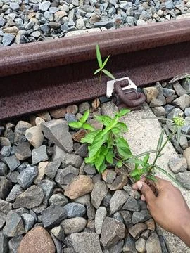Remove weeds manually Stock Photos
