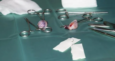 Removed testicles of a dog Stock Photos