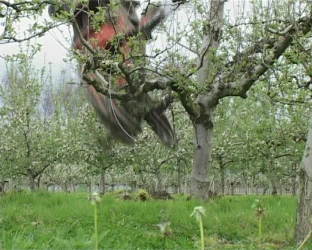 Removing apple tree 1 Stock Footage 134709