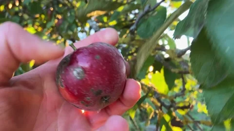 Removing an apple from a tree. Stock Footage 218602732