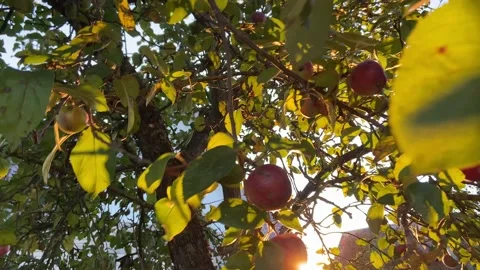 Removing apples from a tree. Stock Footage 218602670