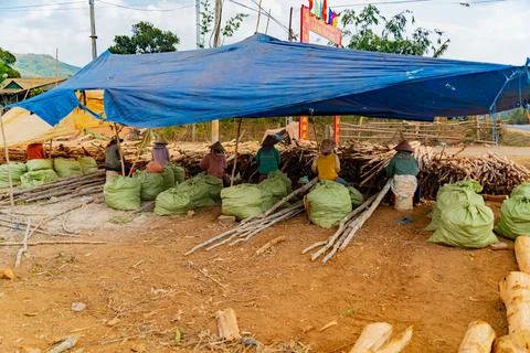 Removing the bark of a tree. 스톡 사진