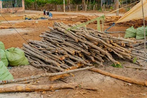 Removing the bark of a tree. Stock Photos