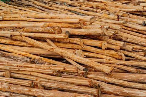 Removing the bark of a tree. Foto stock