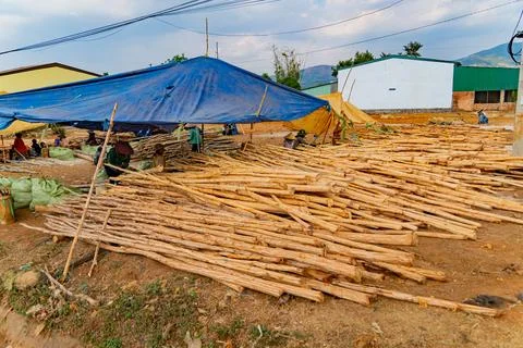 Removing the bark of a tree. 스톡 사진