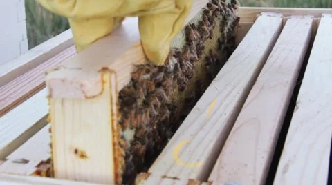 Removing Bees From the Hive HD Stock Footage 43096485