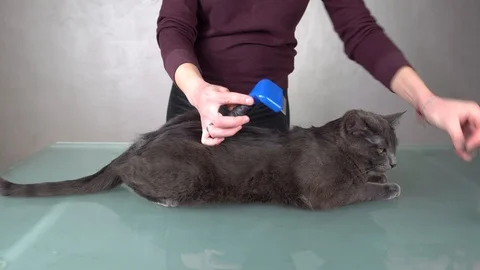 Removing cat's undercoat fur using furminator. Grooming service. 4K Stock Footage 104774680
